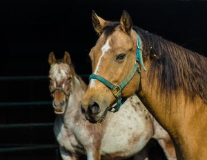 2015-10-08-brave-heart-119