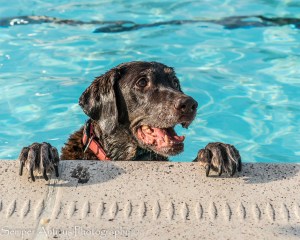 2016-09-07-pooch-plunge-16